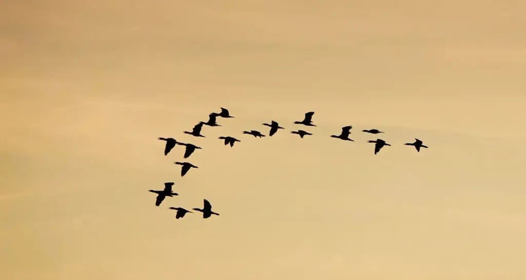 Common Migrations
